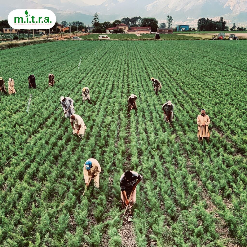 The Future of Organic Farming in India: Market Trends, Policy Landscape, and Challenges in Scaling Sustainable Agriculture (2020–2025)