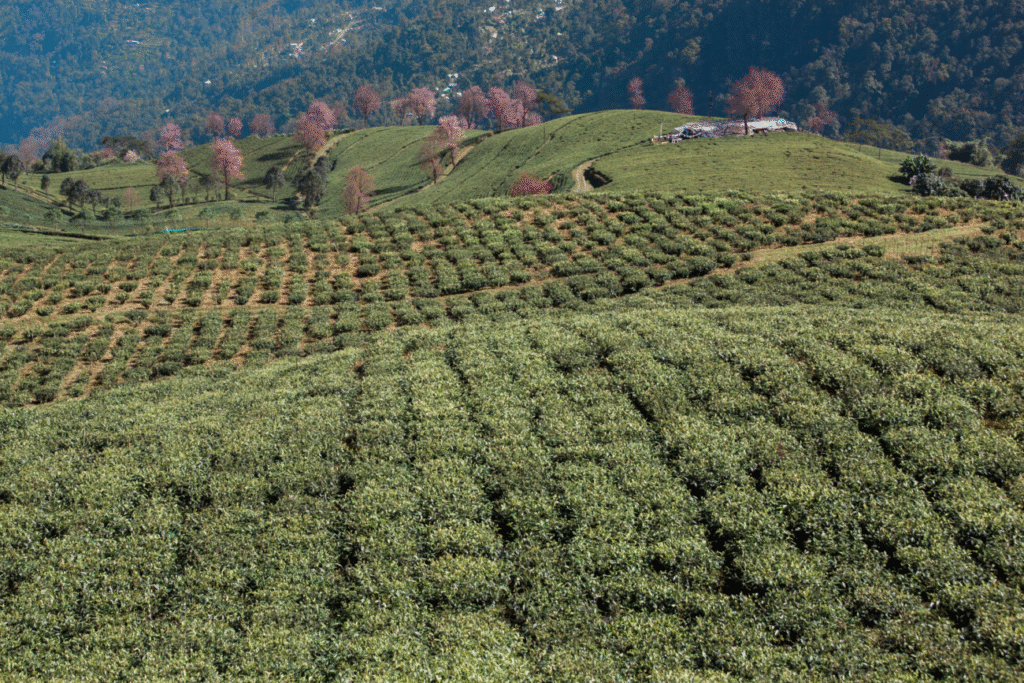The Future of Organic Farming in India: Market Trends, Policy Landscape, and Challenges in Scaling Sustainable Agriculture (2020–2025)